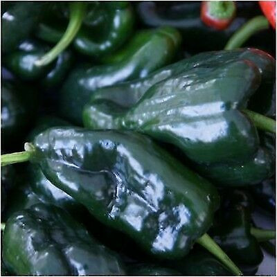 Heirloom Ancho Gigantea Pepper Seeds...!! in Other in Peterborough - Image 4