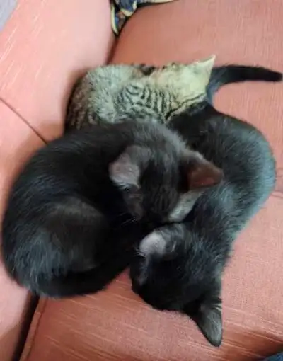 Three Kittens for Adoption, View more