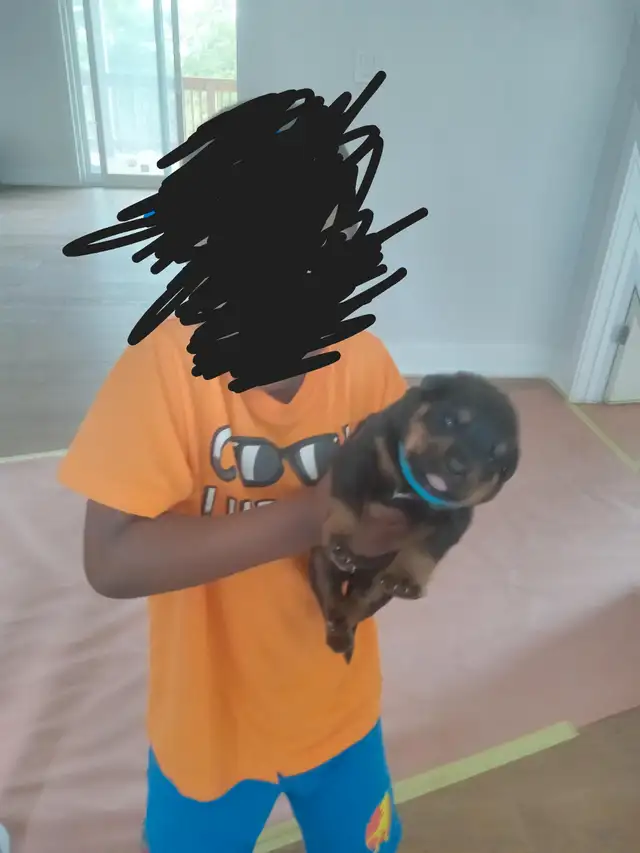 Beautiful Big boned Rottweiler puppies for Rehoming! in Dogs & Puppies for Rehoming in City of Toronto - Image 10