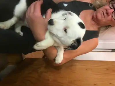 PUPPIES for Sale, View more