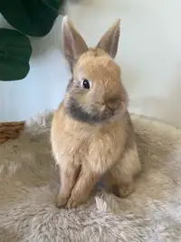  Nigerian Dwarf bunny