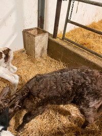 Baby calf for sale
