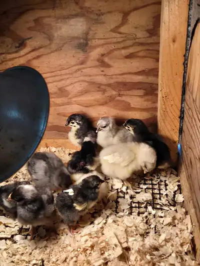 Chicks for sale, View more
