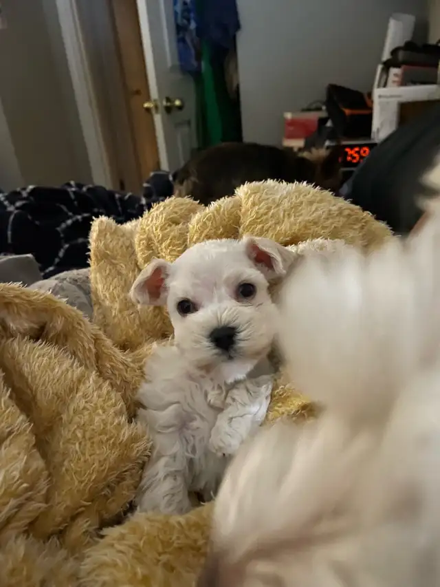 Rare**BLUE EYED** Male Toy Schnauzer in Dogs & Puppies for Rehoming in London - Image 5