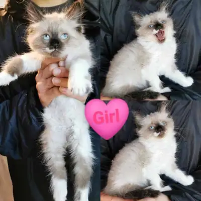 Mom is ragdoll (white), dad is ragdoll/maincoon mix (black). They have very laid back temperaments (...