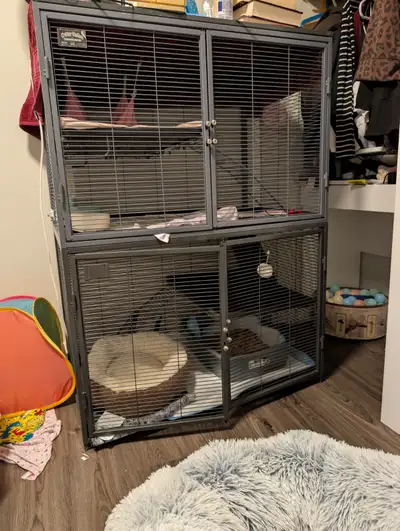 Two ferrets with ferret nation and all their things, View more
