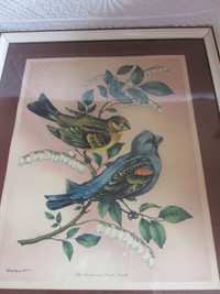 Cadre vintage  oiseaux  Litho in USA