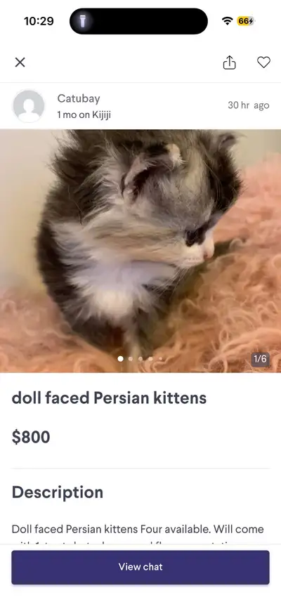 There are no kittens I repeat there are no kittens this is a scam I know the person personally I kno...