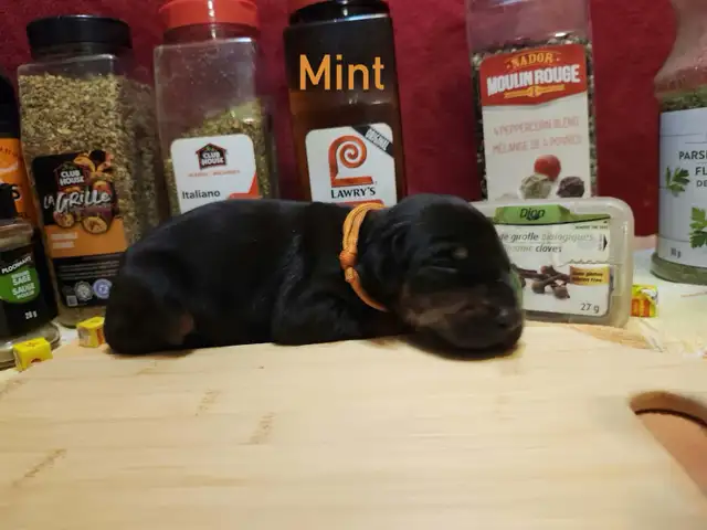 CKC Cropped Purebred European Doberman puppy in Dogs & Puppies for Rehoming in City of Toronto - Image 10