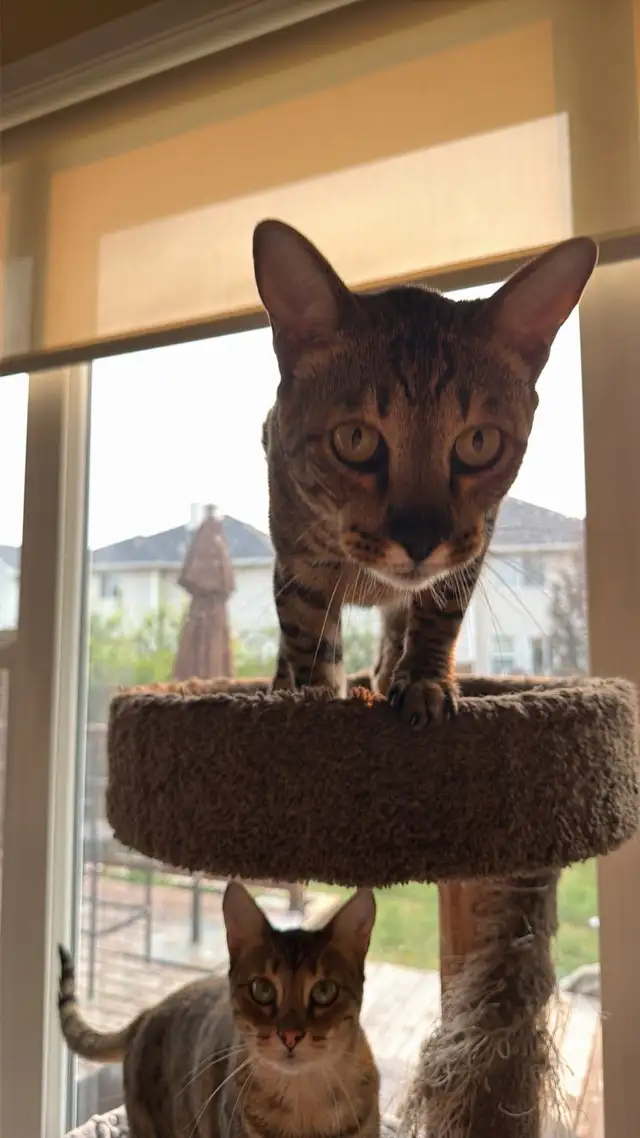savannah/bengal bonded pair in Cats & Kittens for Rehoming in Calgary - Image 2