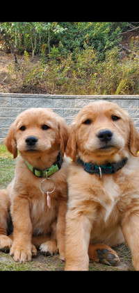 golden retrievers puppies