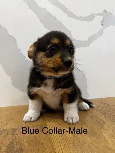 Purebred Pembroke Welsh Corgi’s, View more