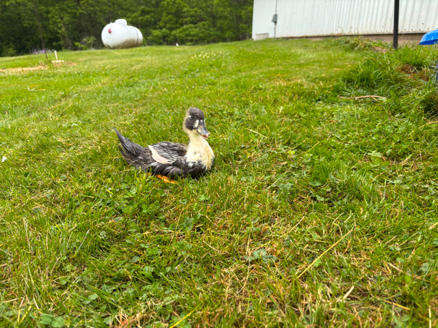 21/2 month old call ducks! in Livestock in Hamilton - Image 2