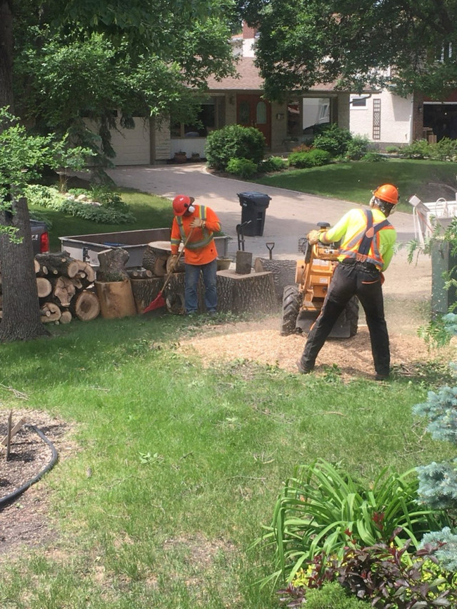 Timber Tree  Removal  in Lawn, Tree Maintenance & Eavestrough in Winnipeg - Image 4