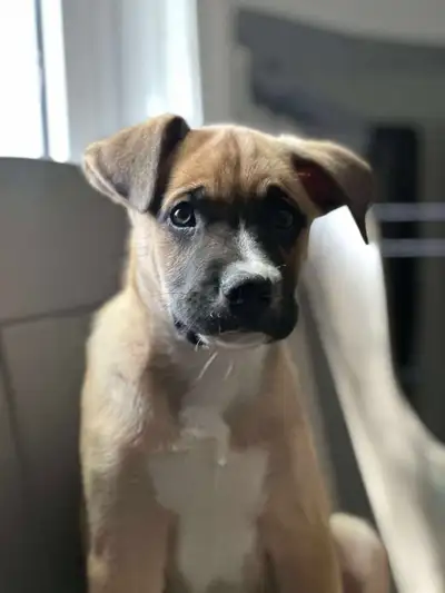 Trying to find their forever homes Come with first set of shots Good with Kids/Cats and other dogs 5...