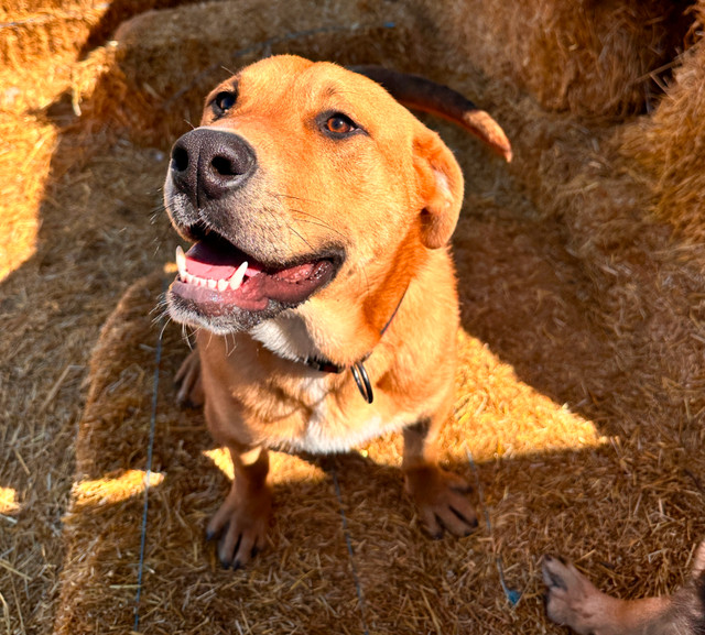 Samson - Your future best friend! in Registered Shelter / Rescue in Saskatoon - Image 3
