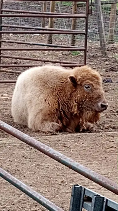 BISON FOR SALE. , View more