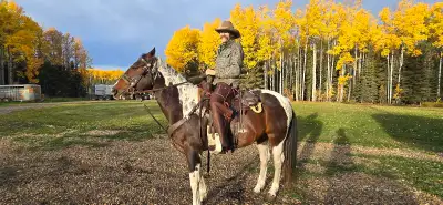 2012 Registered Paint Gelding, View more