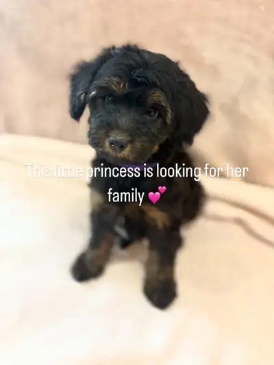 2 ADORABLE Papillon/Poodle Puppies LEFT! – Non-Shedding, Family-Raised ONLY 2 LEFT! 9 Weeks Old • Lo...