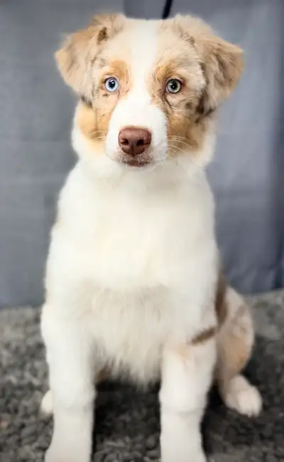 berger australien enregistré CkC, View more