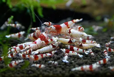 Crystal Red Shrimp, View more
