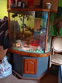 Iguana Aquarium 