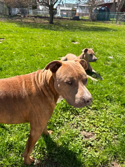 American Bullies dogs, View more