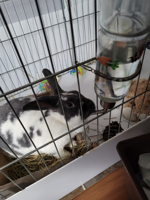 Rabbits with pen and accessories in Small Animals for Rehoming in Moose Jaw - Image 4