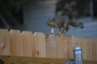 Wood Fencing Repairs Or New