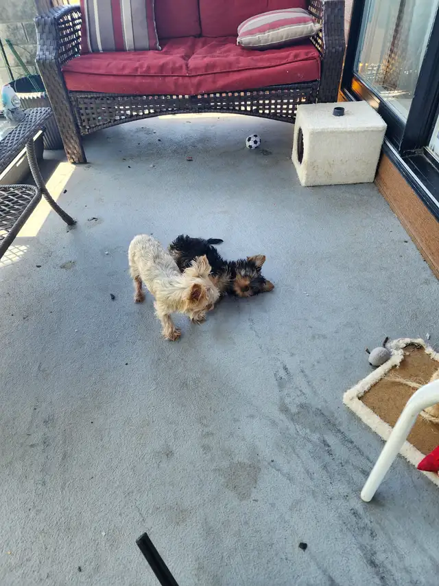 Yorkshire puppies in Dogs & Puppies for Rehoming in Ottawa - Image 5