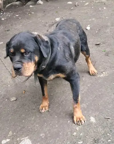 Rottweiler 3 ans, View more