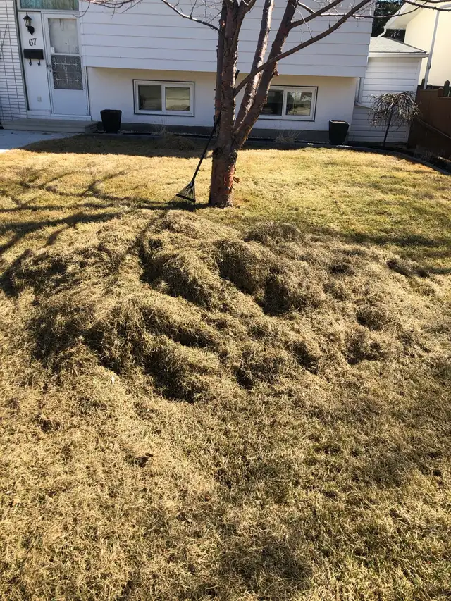 spring cleanup starting soon in Lawn, Tree Maintenance & Eavestrough in Winnipeg - Image 4