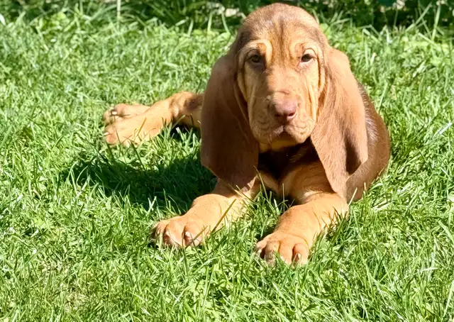 CKC Bloodhound   Champion Bloodline Ready to go now