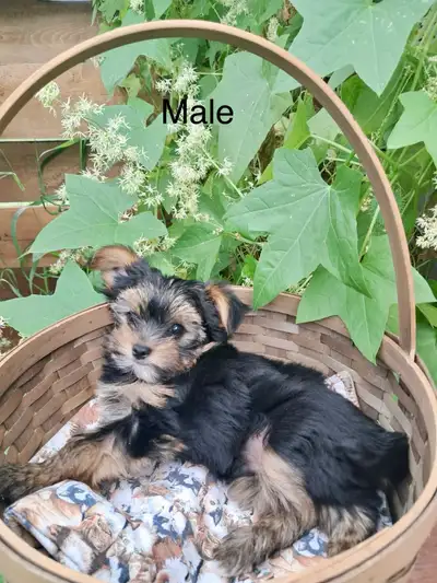 Yorkie puppies - female sold, View more