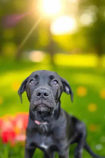 LAB PUPPIES - REDUCED - available immediately, View more