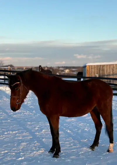 Horse for sale, View more