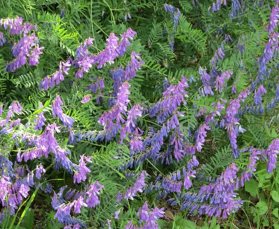 Hairy Vetch, View more