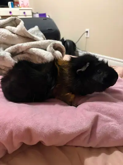 1 Guinea pig, View more