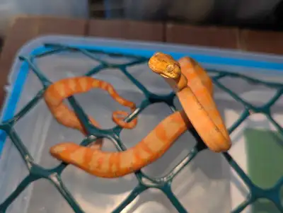 Amazon tree boa Corallus hortulanus "Bicolor", View more