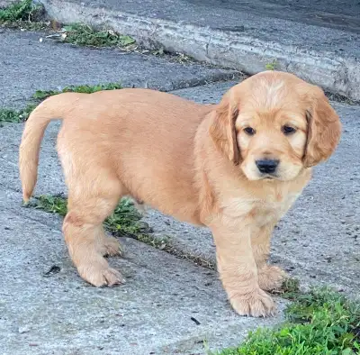MINI GOLDENS  ALL SOLD WAIT LIST JULY 2027, View more