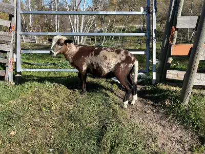 three Katahdin ram lambs, View more