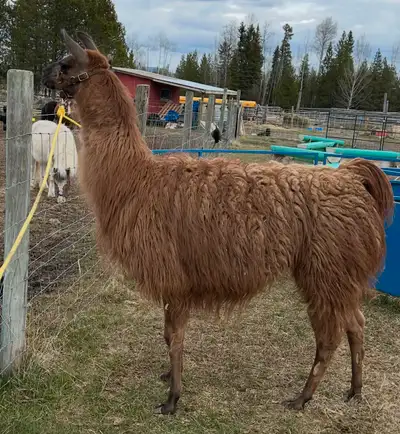 Male and female llama, View more