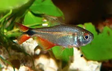 Hyphessobrycon anisitsi ﻿is a mid-sized tetra from Argentina that reaches about 2". While these fish...