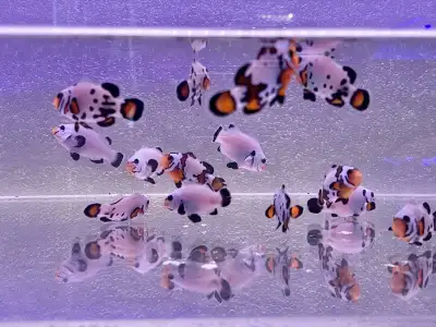 Premium Quality Clownfish available , View more