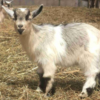 Nigerian dwarfs buck kid goats