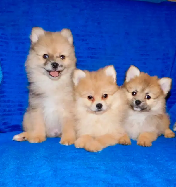 Pomeranian puppies (437-734-9480) in Dogs & Puppies for Rehoming in City of Toronto - Image 2