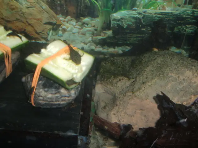 Community tropical fish - various types in Fish for Rehoming in City of Toronto - Image 8