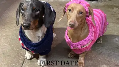 Miniature Dachshund Puppies, View more