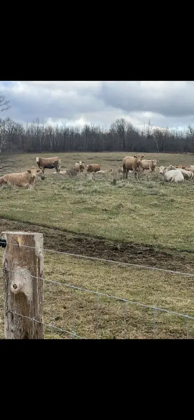 bred heifers for sale , View more