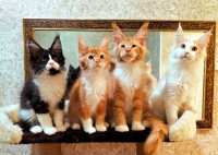 Purebred Maine Coon kittens for adoption